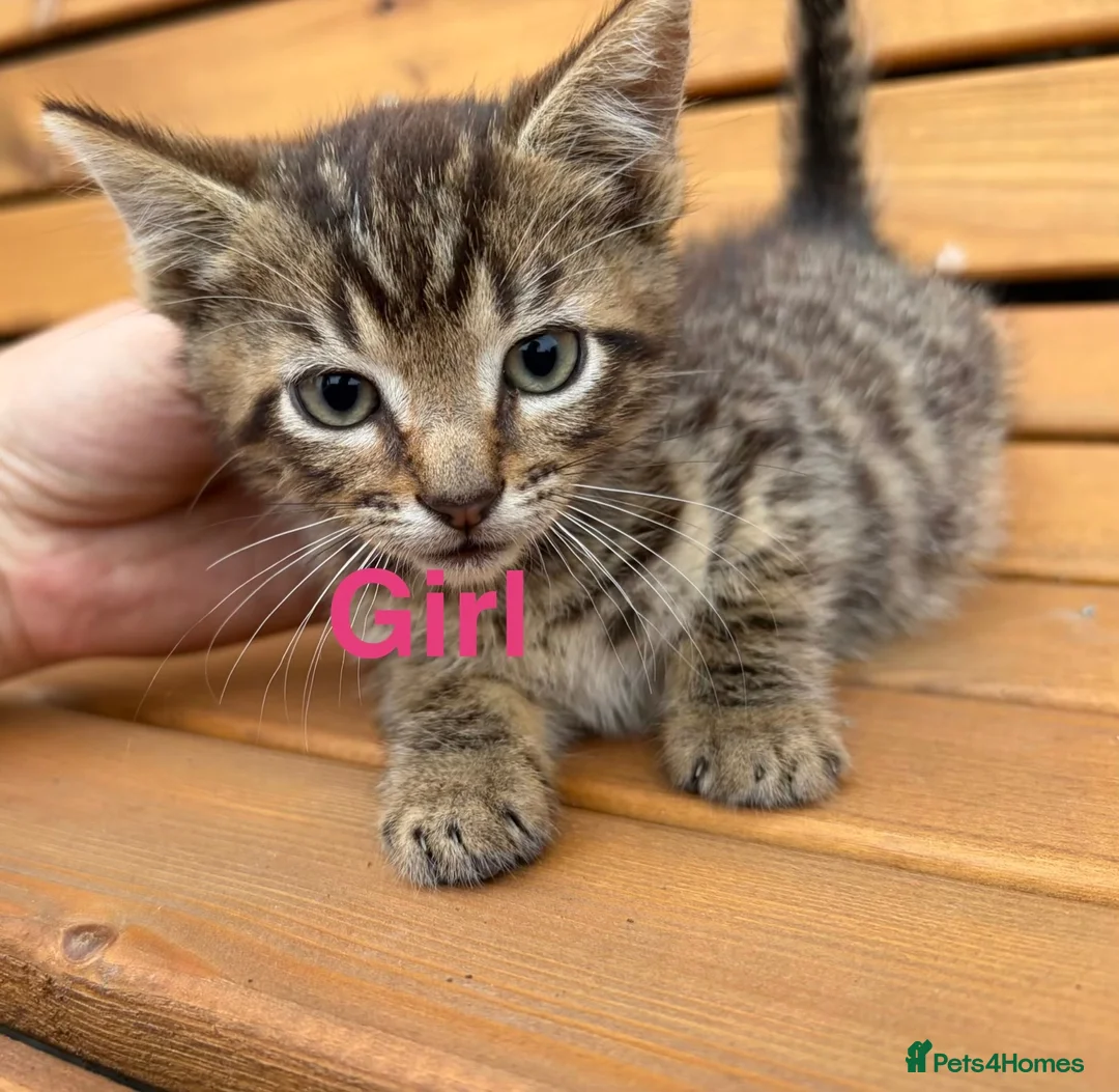 Mixed Breed cats for sale: Friendly farm kittens  - Advert 2