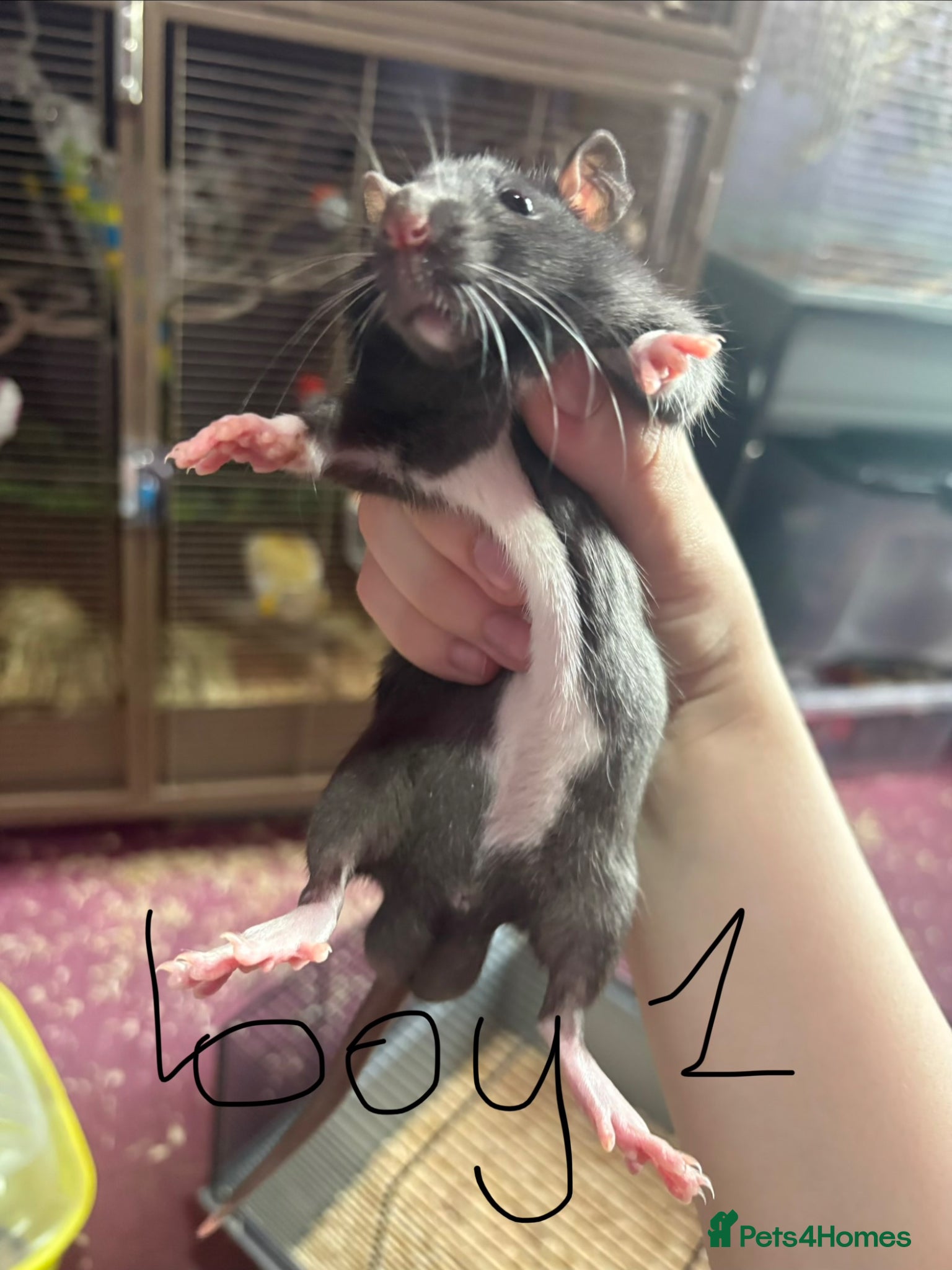 Rat rodents 5 males rats ready to leave on the 7th of june - Advert 1