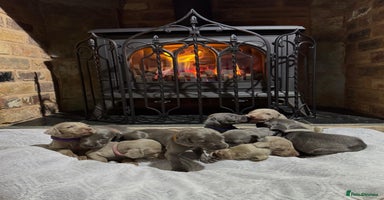 Weimaraner dogs - Advert 16