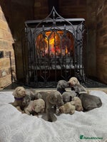 Weimaraner dogs - Advert 1