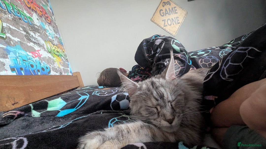 Maine Coon cats for sale: Main coon cross with British short hair - Image 13