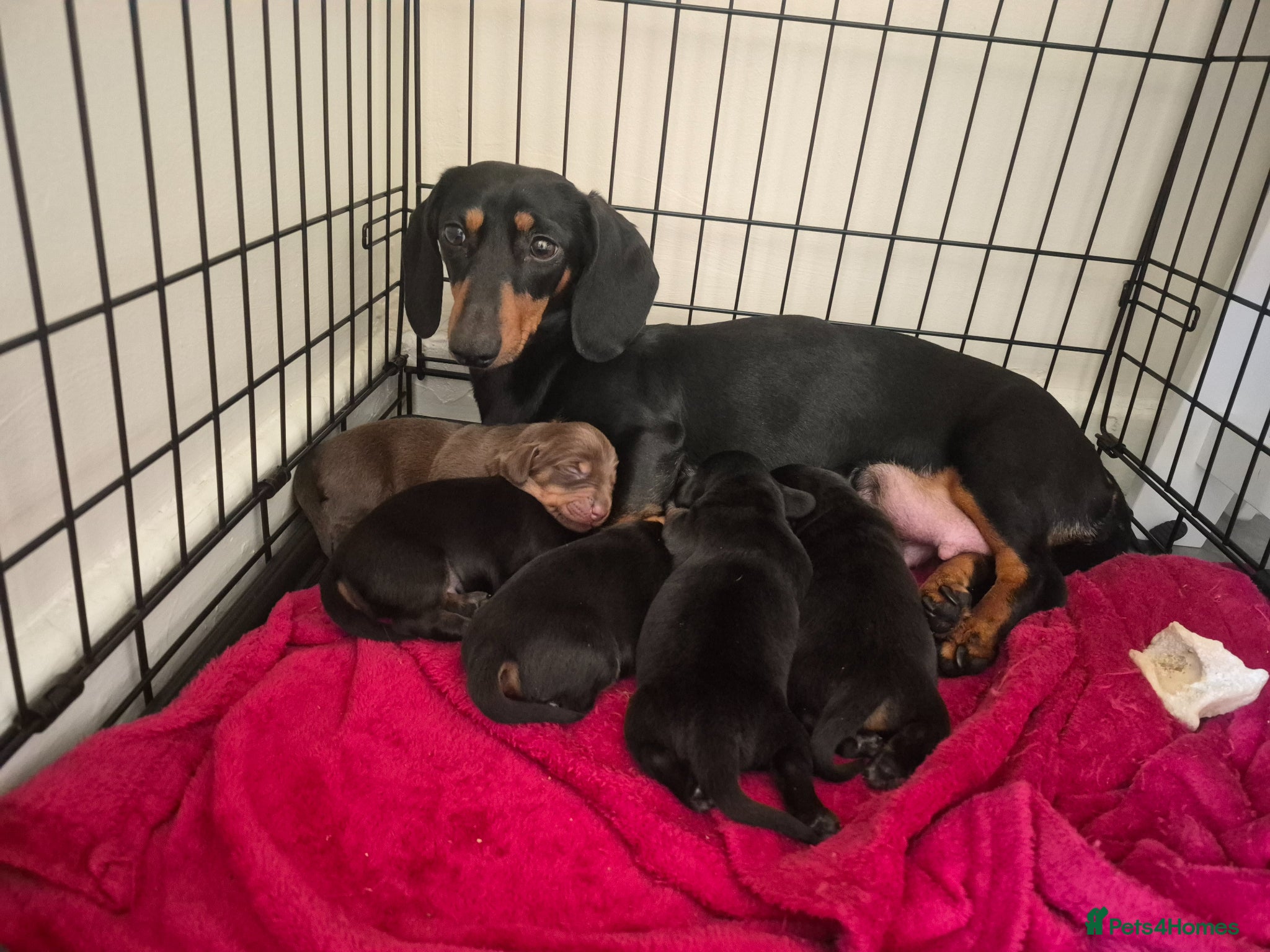 Dachshund dogs 5 Dachshund puppies available  - Advert 3