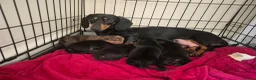 Dachshund dogs for sale: 5 Dachshund puppies available  in Bolton - Advert 1