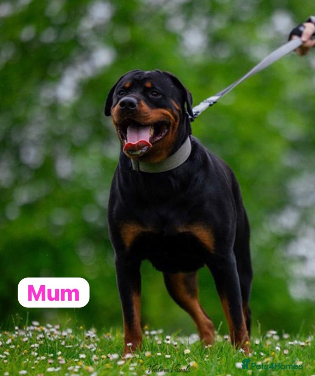 Rottweiler dogs for sale: Rottweiler puppies due (12/11/25) - Image 5