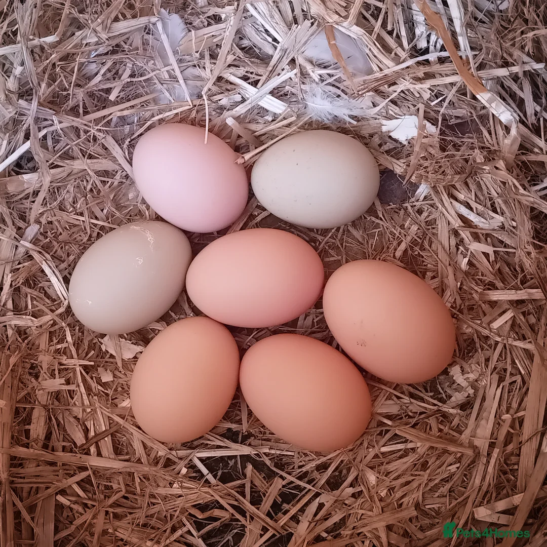 Chickens poultry for sale: Gorgeous Friendly Hens for Sale with Coop - Advert 5