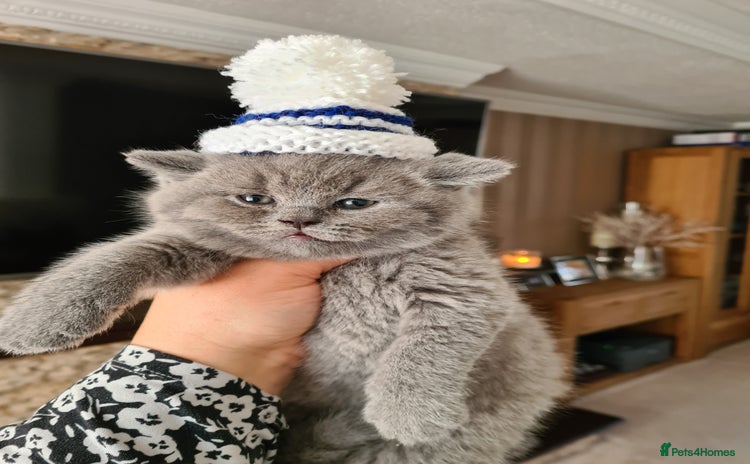 British Shorthair cats - Advert 3