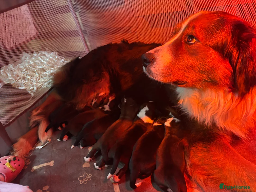 Mixed Breed dogs for sale: Saint Bernese pups  - Advert 2