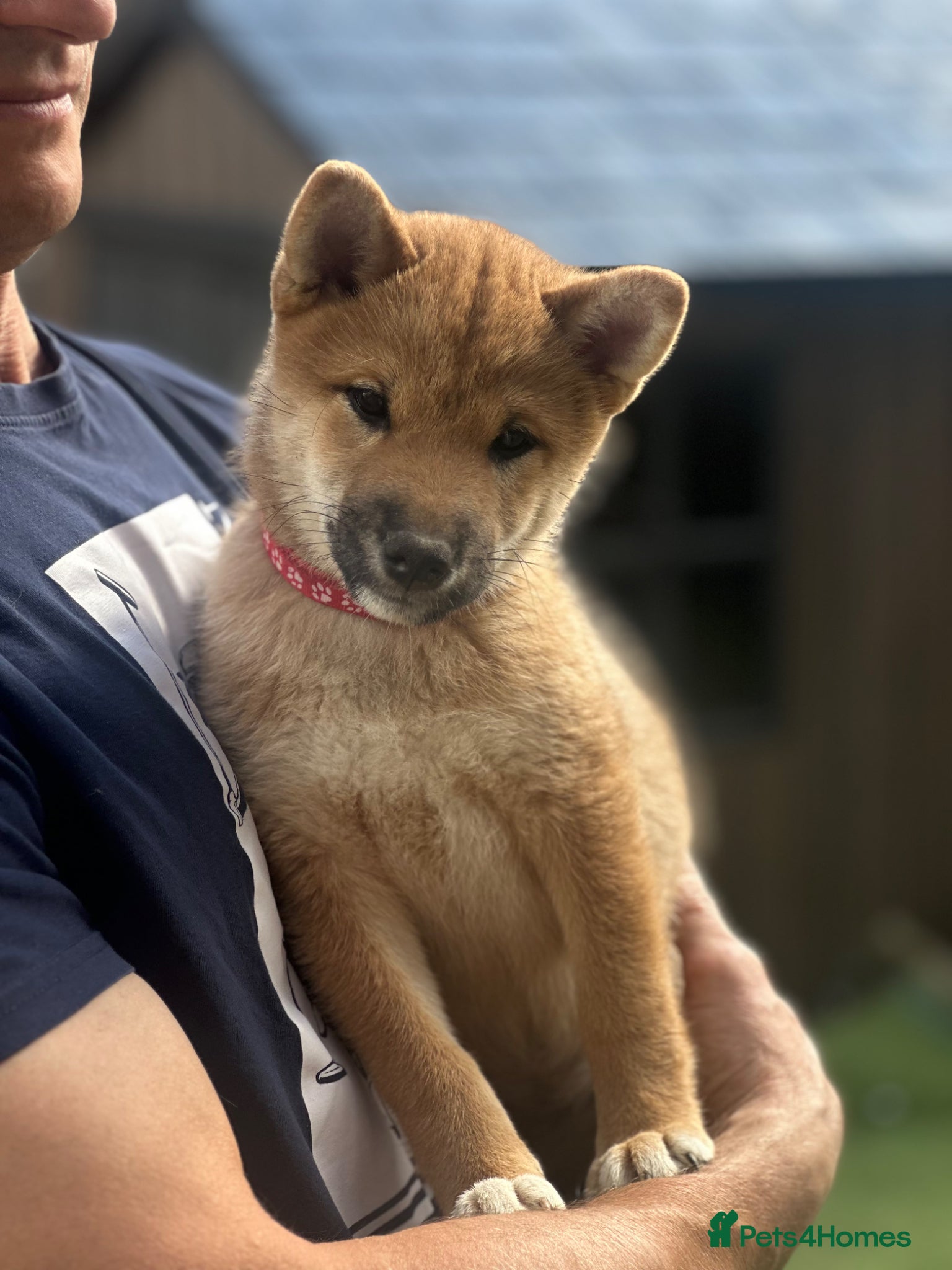 Japanese Shiba Inu dogs for sale: KC-Certified Shiba Inu puppies. 100% Pure blooded. - Advert 1