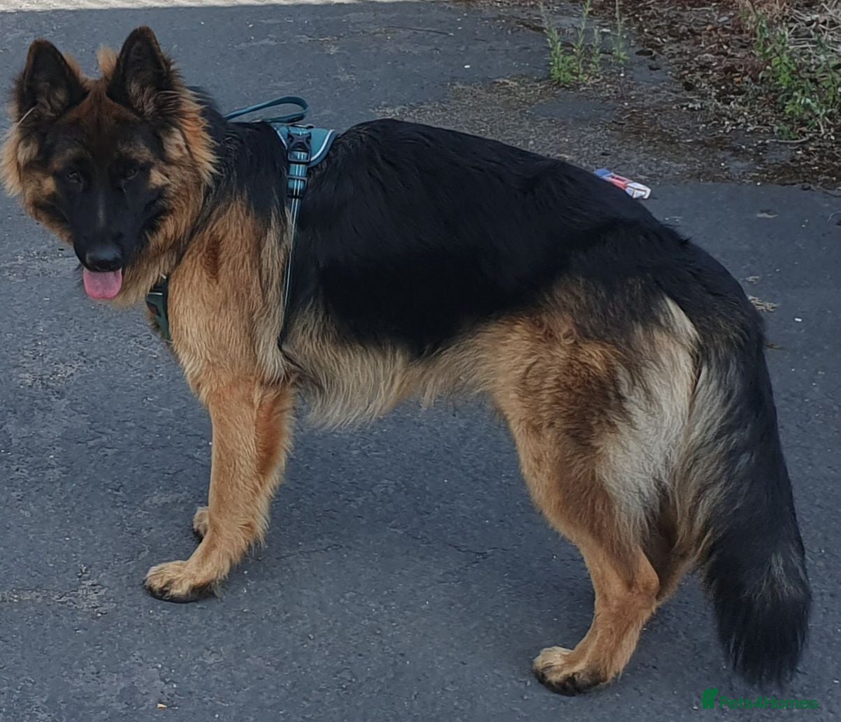 German Shepherd dogs 10 month old German shepherd ( male) - Advert 1