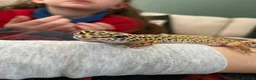 Leopard Gecko reptiles for sale: Leopard Geckos - Advert 4