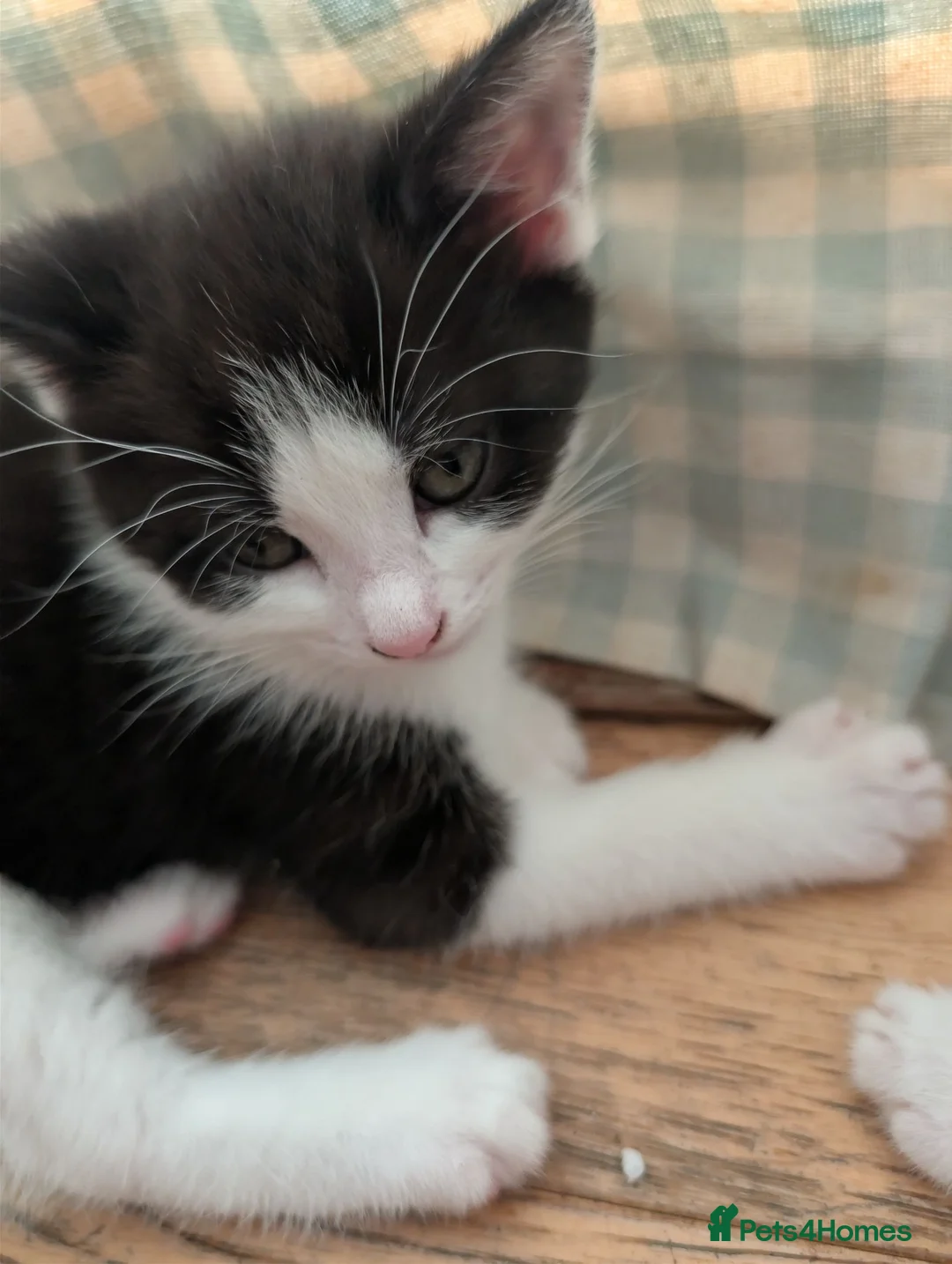 Mixed Breed cats for sale: 2 sweet loveing kitten  - Advert 2