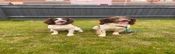 English Springer Spaniel dogs for sale: English Springer Spaniel Puppies - Advert 28