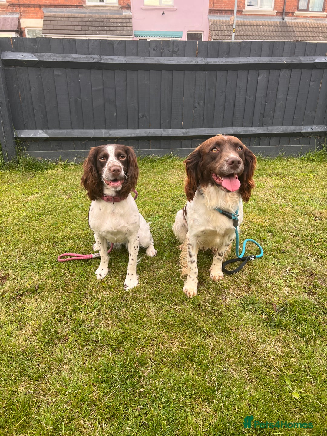 English Springer Spaniel dogs for sale: English Springer Spaniel Puppies - Advert 28