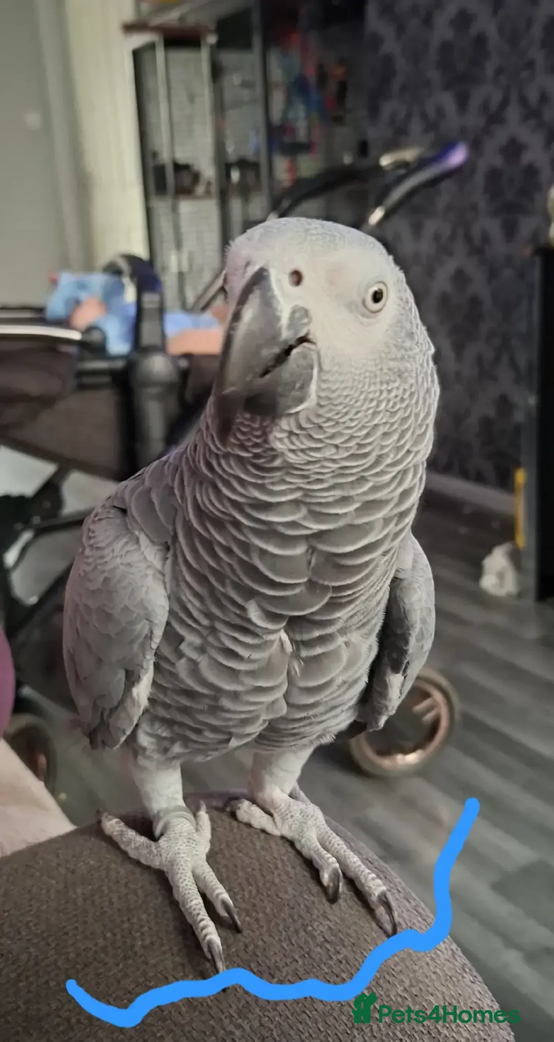 Parrots birds for sale: 2 year old African Grey - Advert 1