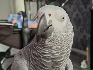 Parrots birds 2 year old African Grey - Advert 1