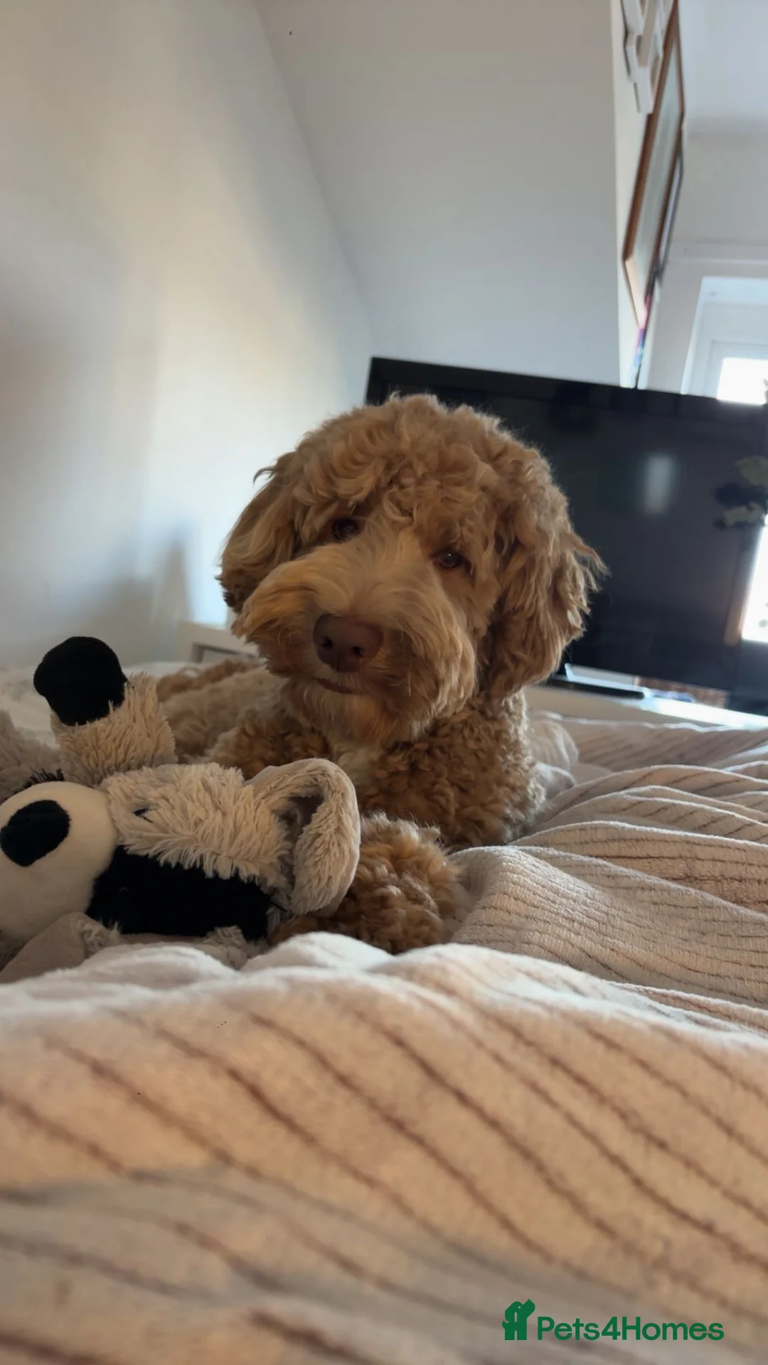 Mixed Breed dogs for sale: Exceptional Australian labradoodle /Double Doodles - Advert 23