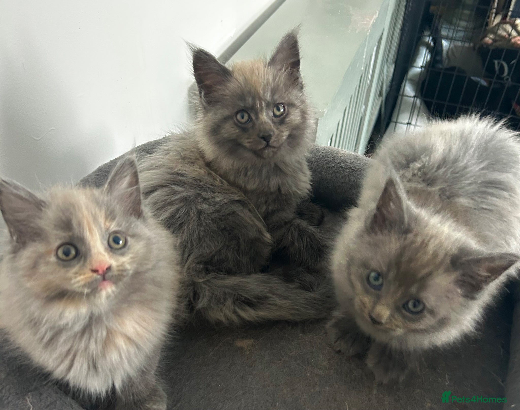 Maine Coon cats MAINE COON KITTENS FOR SALE 🐺🩶 - Advert 1