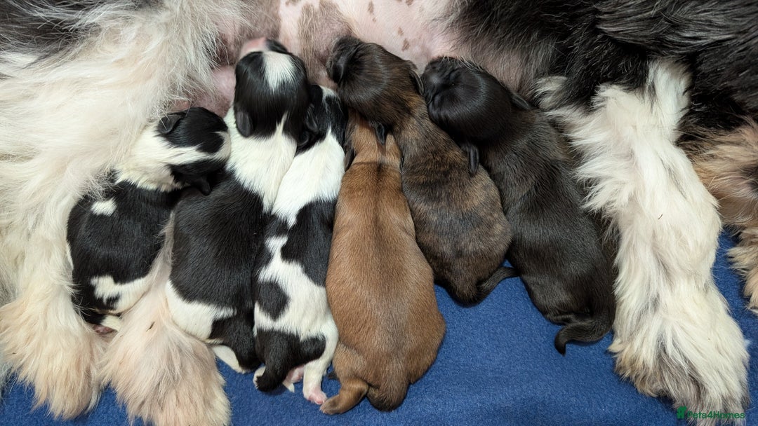 Shih Tzu dogs for sale: KC registered Shih Tzu puppies  - Image 3