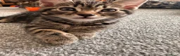 Mixed Breed cats for sale: 2 beautiful Bengal cross girls - Advert 13