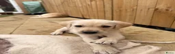 Goldador dogs for sale: Golden Retriever X KC Labrador Retriever - Advert 8