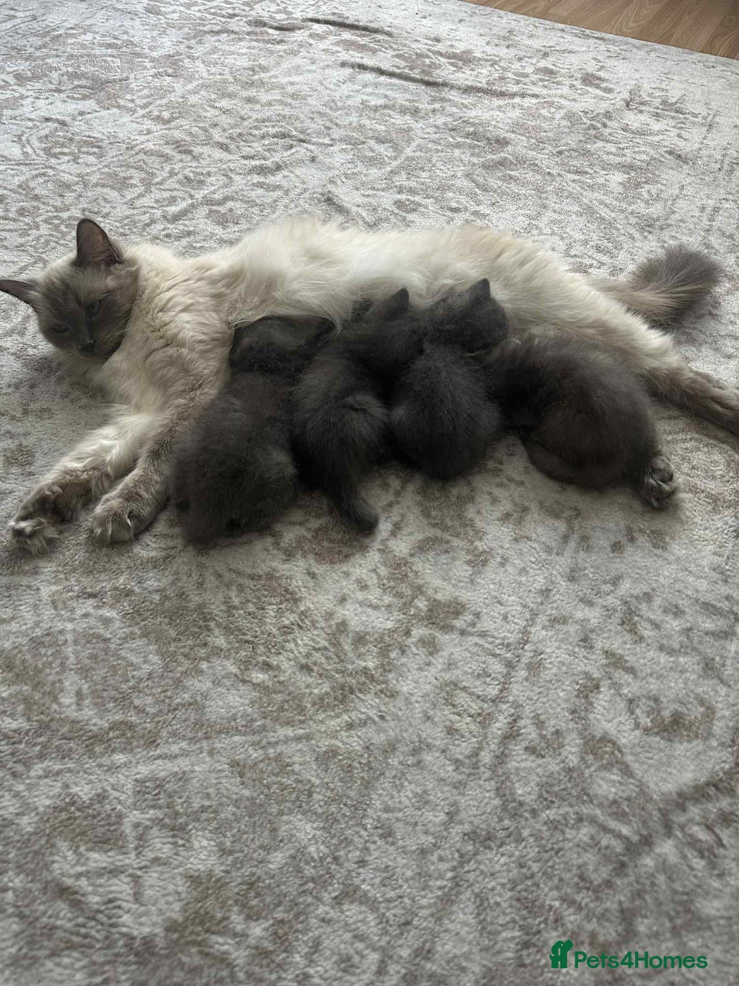 Ragdoll cats for sale: Ragdoll mix British short hair  - Image 2