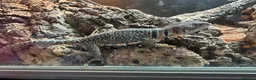 Lizard reptiles for sale: Breeding pair of Collared Lizards in Coalville - Advert 4