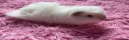 Guinea Pig rodents for sale: Beautiful baby Guinea pigs  - Advert 6