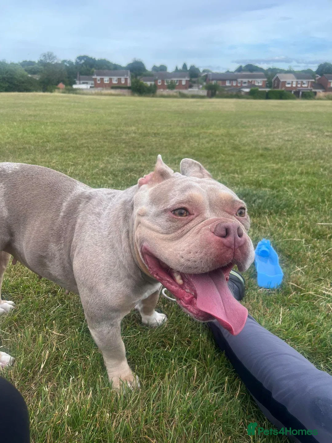 Mixed Breed dogs for adoption: ❤️🐶 COCO – 2-year-old small-medium Micro Bulldog - Advert 2