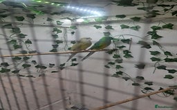 Parakeets birds for sale: Pair of redrump parakeet  - Image 4