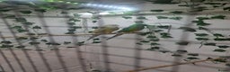 Parakeets birds for sale: Pair of redrump parakeet  - Advert 4