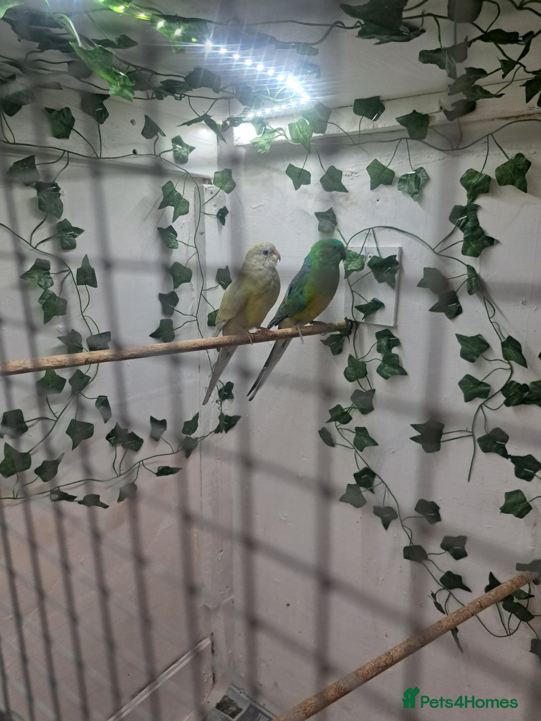 Parakeets birds for sale: Pair of redrump parakeet  - Image 4