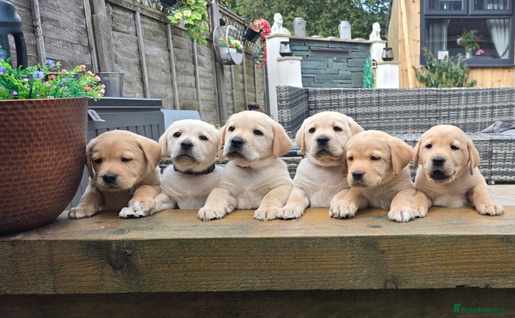 Labrador Retriever dogs - Advert 2