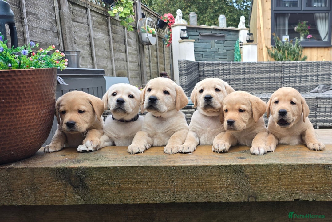 Labrador Retriever dogs for sale: 🐾 Adorable Yellow Labrador Puppies for Sale! 🐾 - Image 1