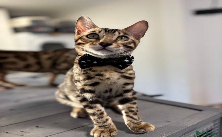 Bengal cats - Advert 2