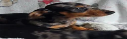 Miniature Dachshund dogs for sale: Stunning Dachshund pups *Ready now* - Advert 16