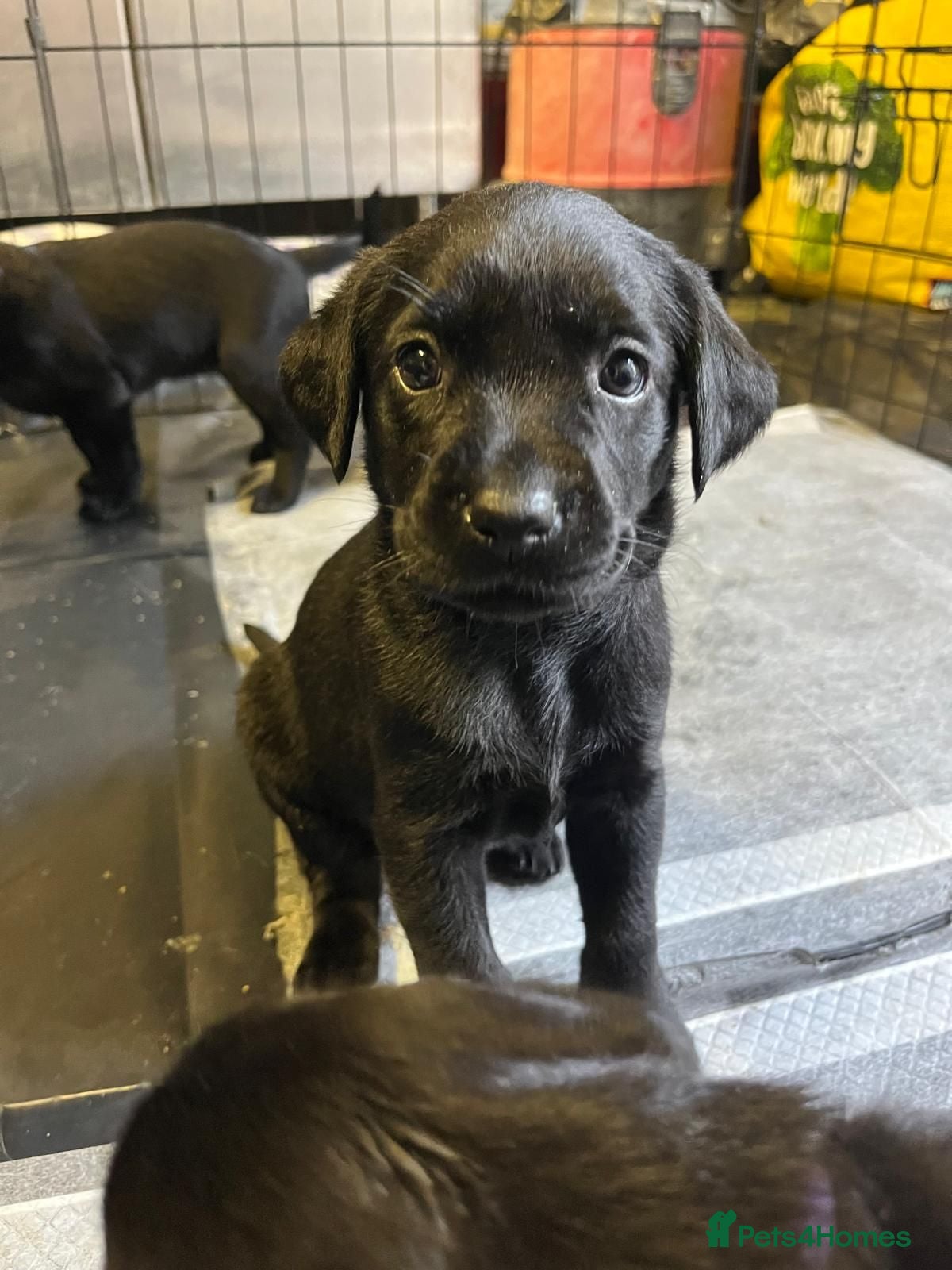 Labrador Retriever dogs Pure and Healthy Labrador Pups - Advert 1