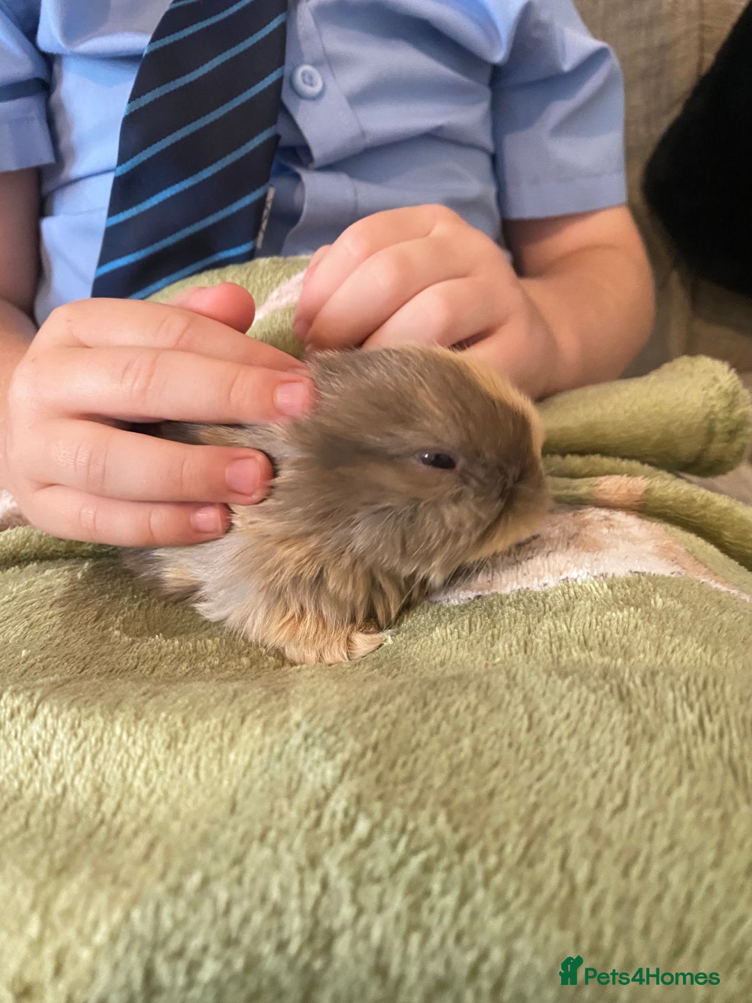 Mini Lop rabbits for sale: Mini lop rabbits - Image 11