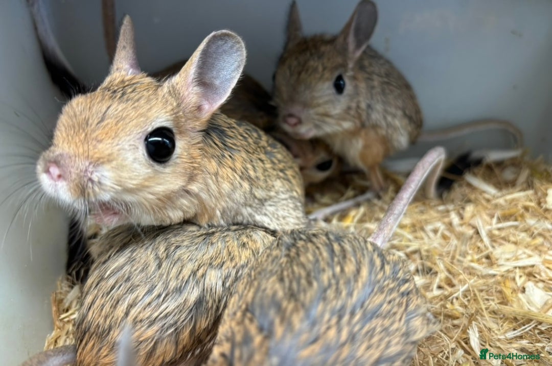 Mixed Breed rodents for sale: Various jerboas available  - Advert 4
