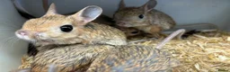 Mixed Breed rodents for sale: Various jerboas available  - Advert 4