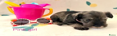 Miniature Schnauzer 6
