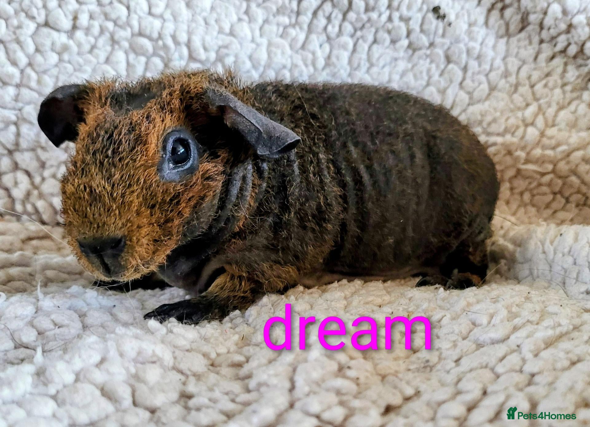 Guinea Pig rodents Skinny guinea pigs - Advert 4