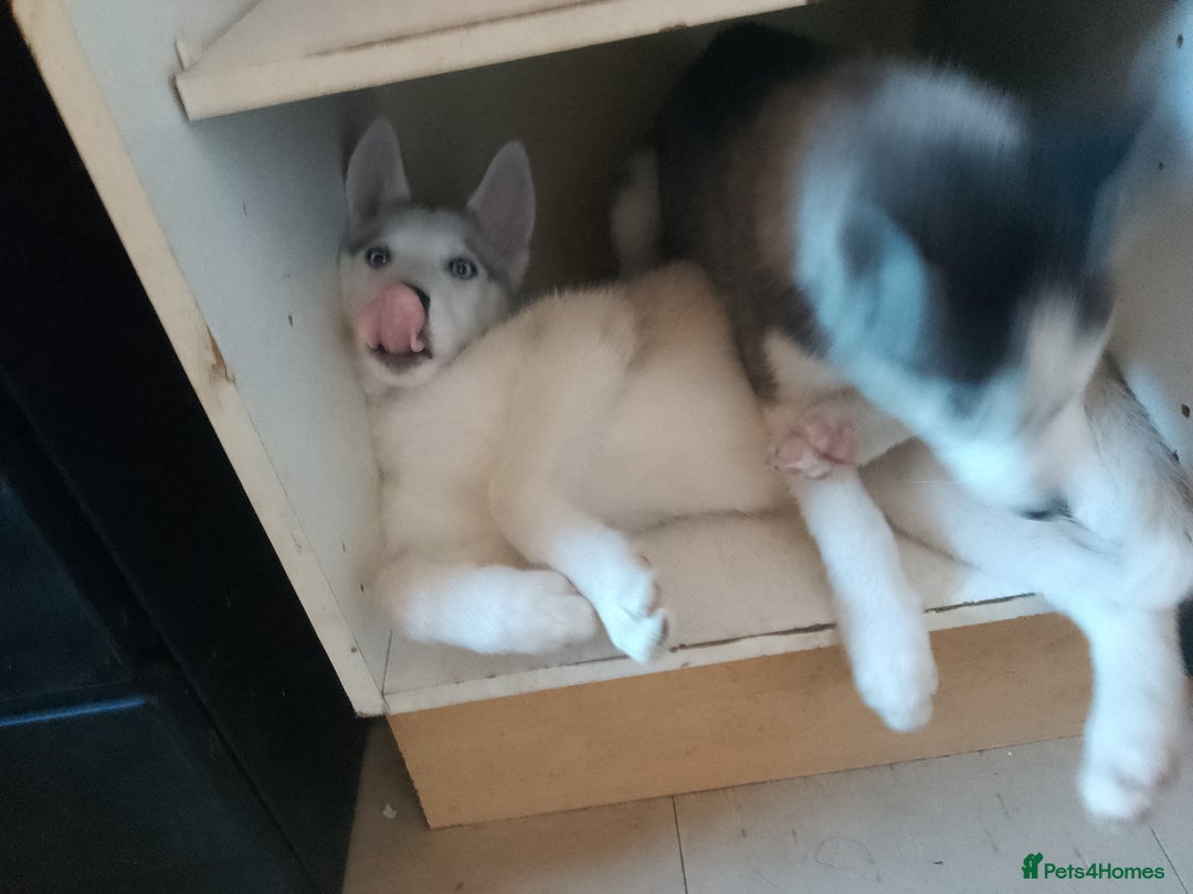 Siberian Husky dogs for sale: ONLY 3 PUPPIES LEFT!!! - Image 16