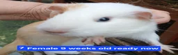 Guinea Pig rodents for sale: Guinea pigs  - Advert 7