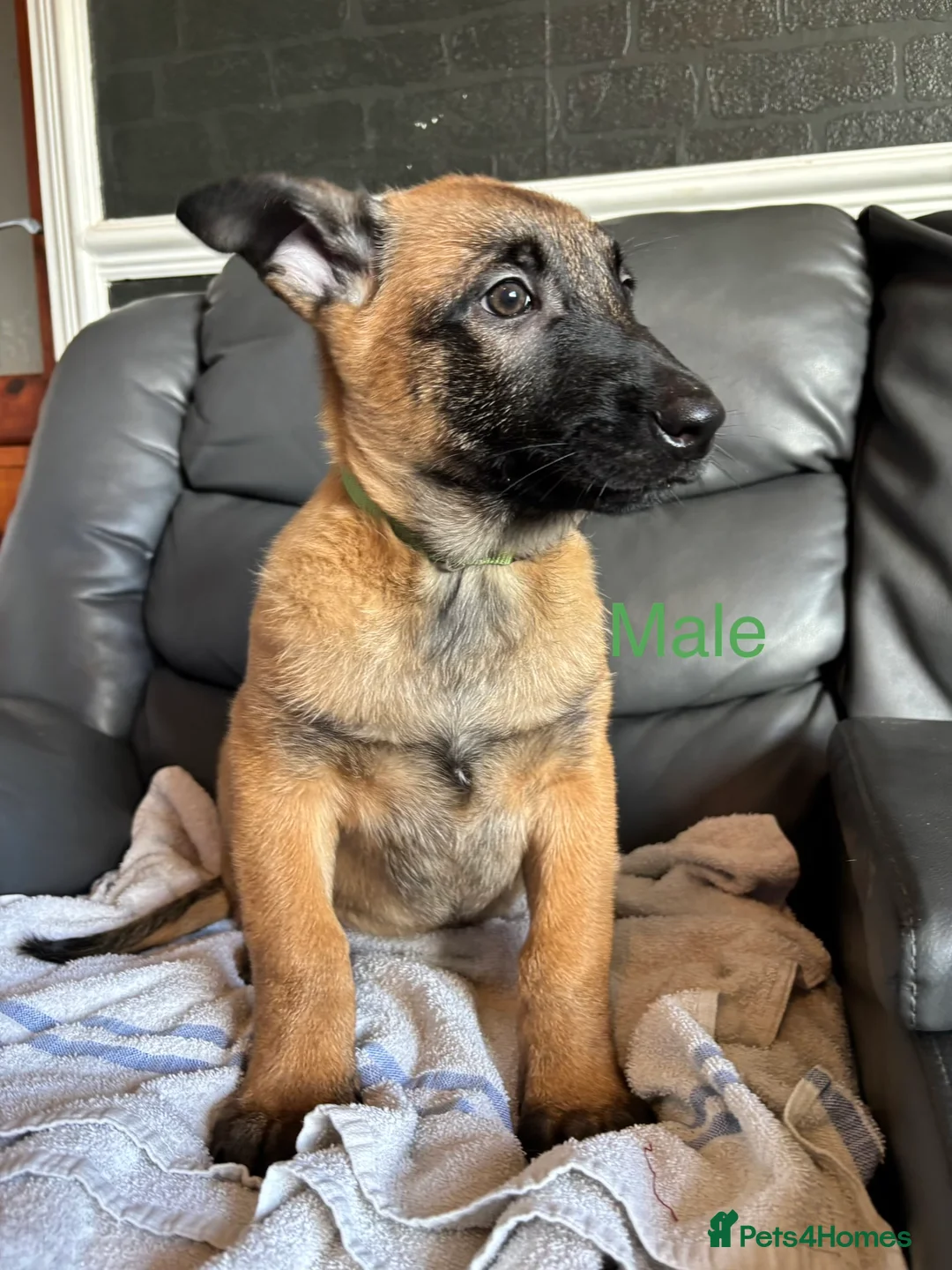 Belgian Shepherd Dog dogs for sale: 9 week old pure Belgian Malinois puppies for sale  - Advert 17