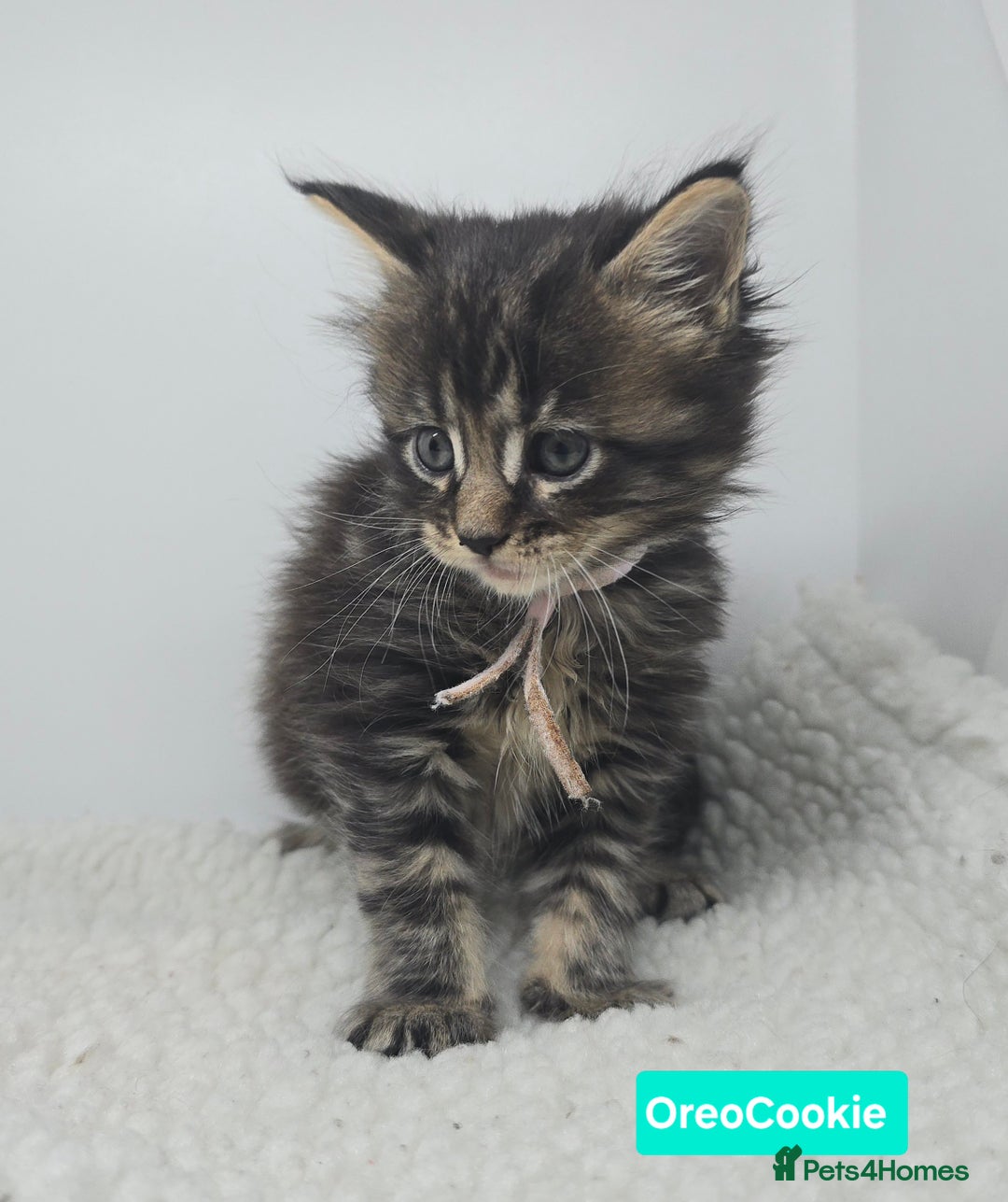 Maine Coon cats for sale: Beautiful TICA Pedigree Maine Coon Kittens - Advert 29