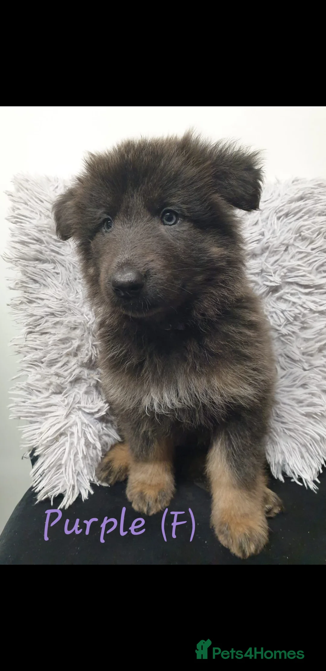German Shepherd dogs for sale: Rare Blue German Shepherd Puppies Blue,Grey & Gold - Advert 6