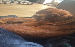 Cavalier King Charles Spaniel dogs for sale: Cavalier King Charles spaniel  - Image 9