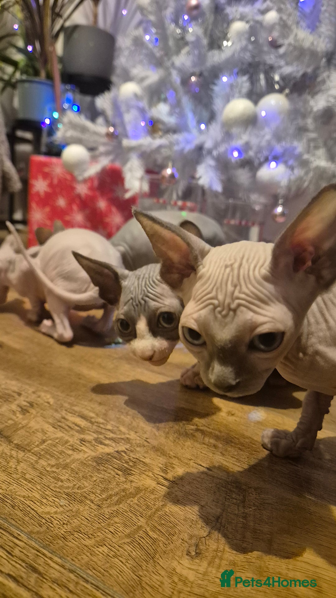Sphynx cats for sale: Exclusive Sphynx Kittens Looking for Forever Homes - Advert 18