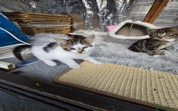 Mixed Breed cats for sale: Premium mixed breed kittens - Image 19
