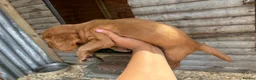 Cocker Spaniel dogs for sale: Cocker Spaniel pups  in Seaham - Advert 4